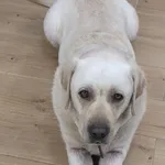 Zaginął pies, Sitaniec-Wolica, 9 marca 2025