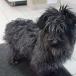 PIES ZNALEZIONY 08.03.2025.