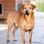 Rożek - nieduży, spokojny, delikatny psiaczek!