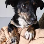 Znaleziono psa, Lublin, 2 marca 2025