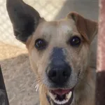 Pies do adopcji, Milanówek, 5 kwietnia 2025