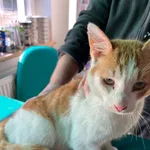 Znaleziono kota, Dobra, 8 marca 2025