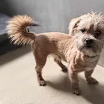 Znaleziono psa, Lublin, 8 marca 2025