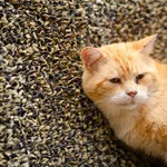 Oddam kota, Szłapy, 9 marca 2025