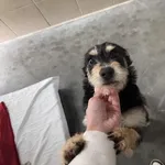 Pies do adopcji, Kraków, 23 lutego 2025