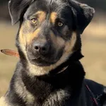 Imię: Boniu Chip: 616093903060444 Płeć : Samiec Wiek: styczeń 2023 Wielkość: duża Dzieci: w wieku szkolnym Kastracja/sterylizacja: tak Inne Psy: akceptuje inne psy Charakter: Boniu to bardzo energiczn