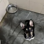 Pies do adopcji, Kraków, 23 lutego 2025