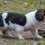 Pies do adopcji, Sopot, 9 marca 2025