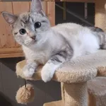 Kot do adopcji, Sopot, 9 marca 2025