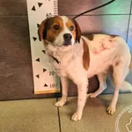 Przyjęty: 2025-03-10 Gmina: Bogoria Płeć: Pies Opis: mieszaniec, biało - brązowe