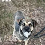 Pies do adopcji, Rytlów, 10 marca 2025