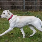 Pies do adopcji, Sopot, 9 marca 2025