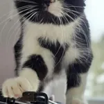 Kot do adopcji, Piła, 23 czerwca 2024