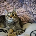 Znaleziono kota, Sosnowiec, 28 lutego 2025