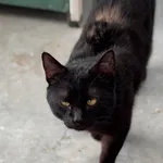 Znaleziono kota, Lublin, 7 marca 2025