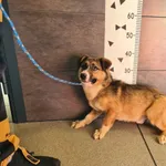 Przyjęty: 2025-03-10 Gmina: Bogoria Płeć: Pies Opis: mieszaniec, tricolor