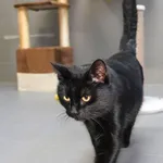 Kot do adopcji, Sopot, 9 marca 2025