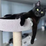 Znaleziono kota, Lublin, 7 marca 2025