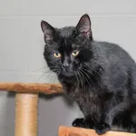 Kot do adopcji, Sopot, 9 marca 2025