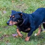 Pies do adopcji, Sopot, 9 marca 2025