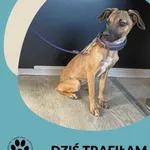 Znaleziono psa, Dąbrówka, 8 marca 2025