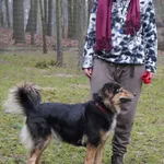 Pies do adopcji, Sopot, 9 marca 2025