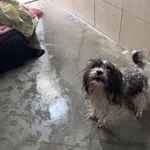 Pies do adopcji, Kraków, 23 lutego 2025