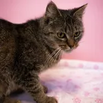 Znaleziono kota, Sosnowiec, 10 marca 2025