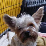 Znaleziono psa, Sosnowiec, 8 marca 2025