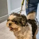 Znaleziono psa, Lublin, 9 marca 2025