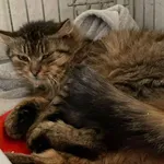 Znaleziono kota, Sosnowiec, 18 lutego 2025