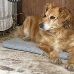 Pies do adopcji, Wolsztyn, 8 marca 2025