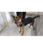 Znaleziono psa, Białystok, 11 marca 2025