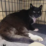 Znaleziono kota, Gdynia, 11 marca 2025