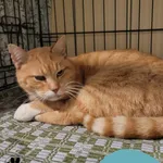 Znaleziono kota, Gdynia, 11 marca 2025