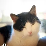 Kot do adopcji, Starogard Gdański, 11 marca 2025