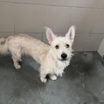 Pies do adopcji, Kraków, 23 lutego 2025