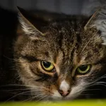 Znaleziono kota, Sosnowiec, 15 lutego 2025