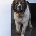 Pies do adopcji, Grudziądz, 23 lutego 2025