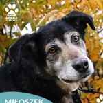 Znaleziono psa, Dąbrówka, 1 listopada 2025