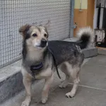 Znaleziono psa, Gdańsk, 11 marca 2025