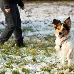 Pies do adopcji, Nowodwór, 11 marca 2025