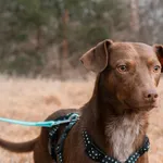 Pies do adopcji, Nowodwór, 11 marca 2025