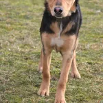 Pies do adopcji, Grudziądz, 14 lutego 2025