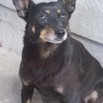 Jadzia - absolutny skarb do pokochania! Łagodna, domowa sunia