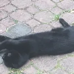 Zaginął kot, Łódź, 11 marca 2025