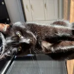 Zaginął kot, Łódź, 11 marca 2025