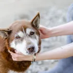 Luntek - niskopodłogowy husky do pokochania!