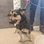 Znaleziono psa, Chełmek, 13 marca 2025