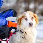 Oddam psa, Gdańsk, 13 marca 2025